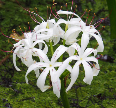 corkscrew-Lily