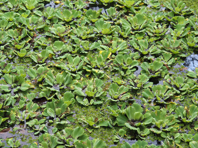 corkscrew-vegetation