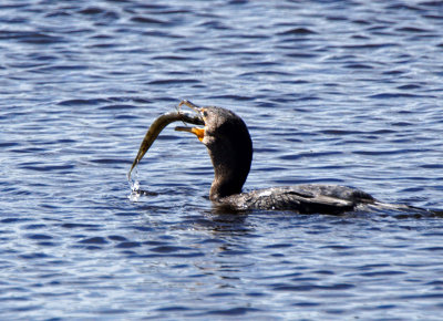 ding darling-Anhinga with fish
