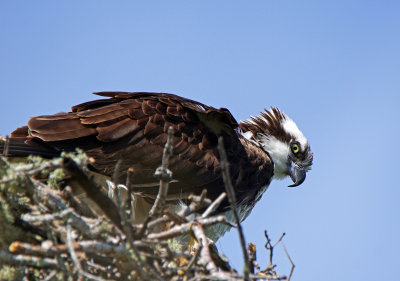 ding darling-Osprey