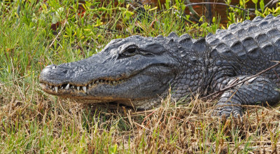 Ding darling-Alligator