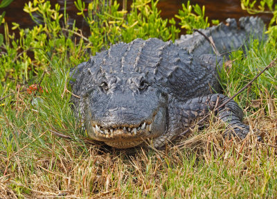 Ding darling-Alligator