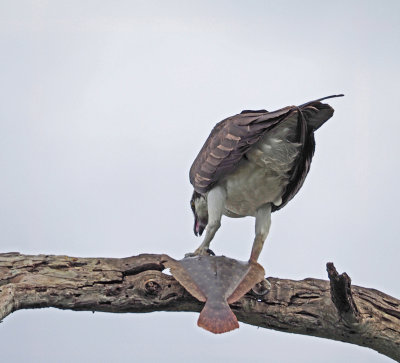 dingdarling-Osprey with fish