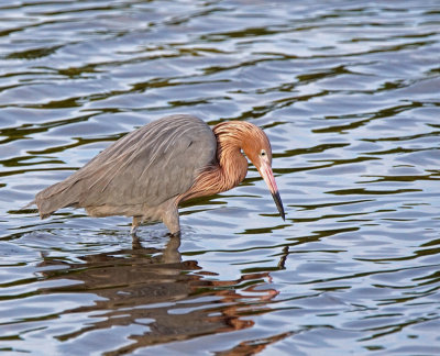 dingdarling-Reddish Egret