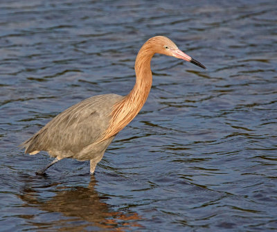 dingdarling-Reddish egret