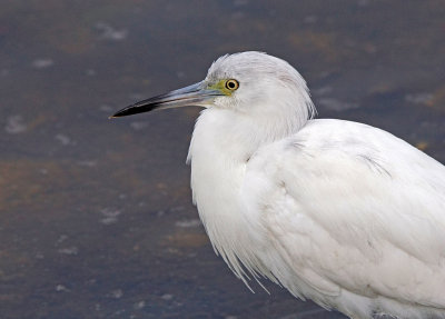 dingdarling-Immature blue heron