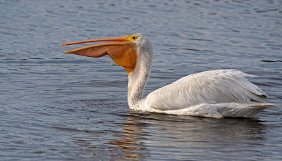 dingdarling-White Pelican