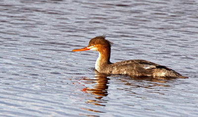 dingdarling-Merganser