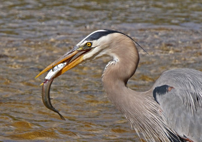 dingdarling-Gret Blue Heron with Fish