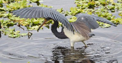 eagle lake-Tricolor Heron trying to catch a fish