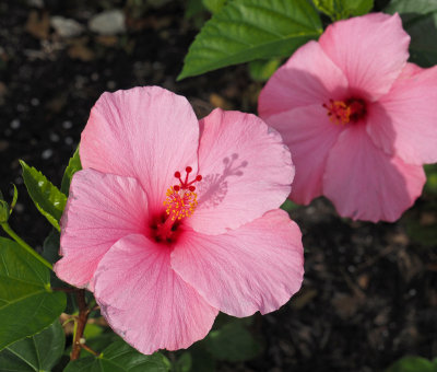 sanibel-Hibiscus