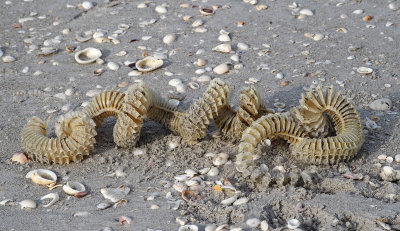 Sanibel-Egg case