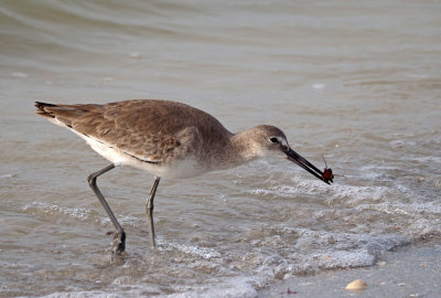 Sanibel-Whimbrel with food