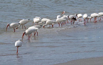 Sanibel-Ibis