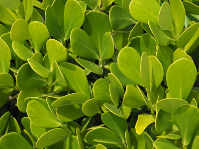 Sanibel-Leaves