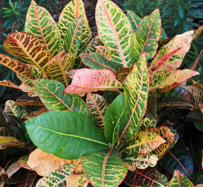 venice beach-Plant