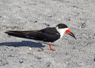 venice beach-Skimmer