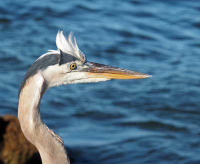 venice jetty-Bad hair day