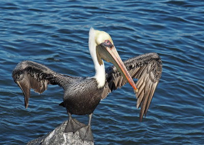 venice jetty-Pelican flapping wings
