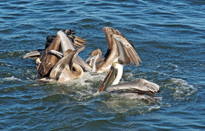 venice jetty-Food fight