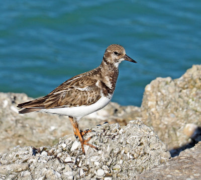 venice jetty-Ruddy Turnstone