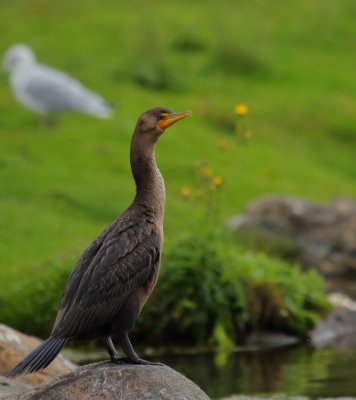 Double-crested cormorant/Cormoran à aigrettes