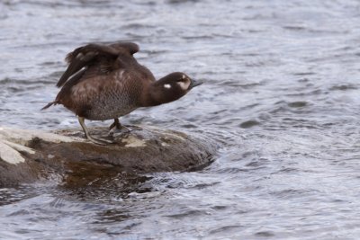 Harlequin Duck / Arlequin plongeur
