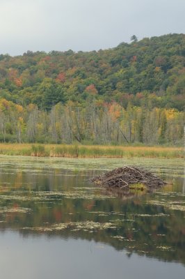 Gatineau Park