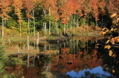 Gatineau Park