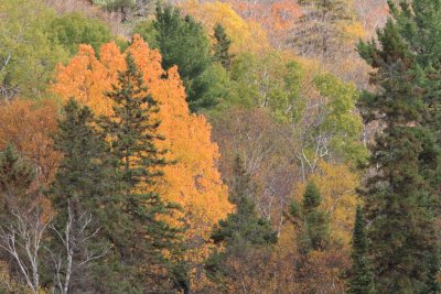 Gatineau Park