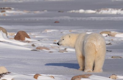 Polar Bear