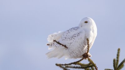 Snowy Owl /Harfang des neiges