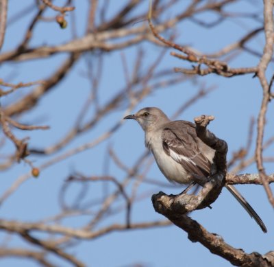 Bahama mockingbird / Moqueur polyglotte 