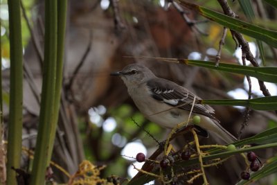Bahama mockingbird / Moqueur polyglotte 