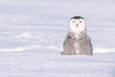 Snowy Owl /Harfang des neiges