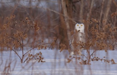 snowy_owl_harfang_des_neiges