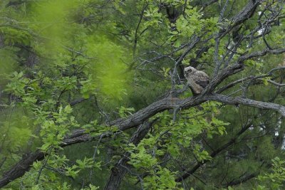 Great Horned Owl/Grand-duc d'Amérique