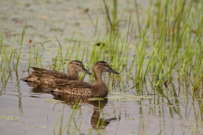 green winged teal / sarcelle a ailes vertes