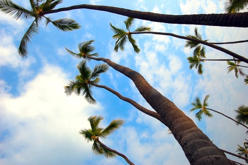 Palm trees