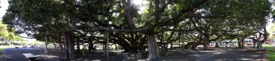 Banyan Tree Square