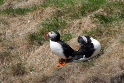 Puffins