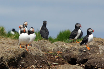 Puffins