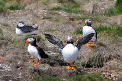 Puffins