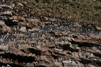 Murres