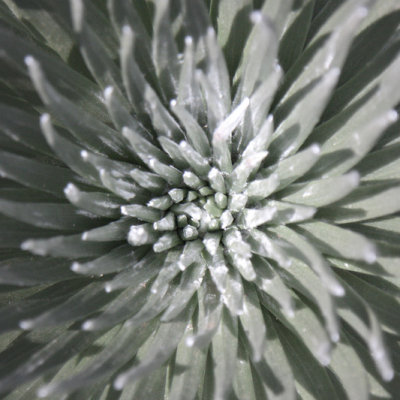 Silversword