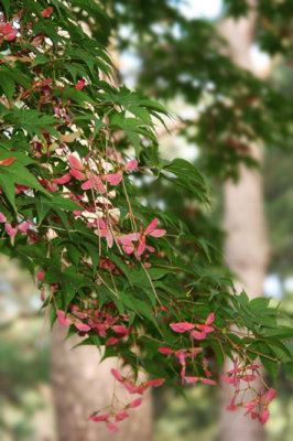 Maple seeds