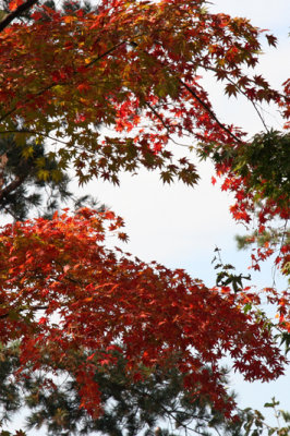 Maple tree