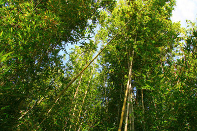 Bamboo