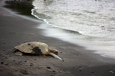 Turtle on Black Sand Beach
