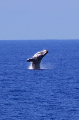 Breaching whale at South Point